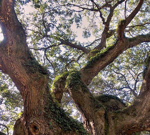 Legend of the Live Oak