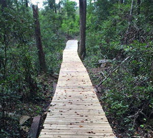 Palmetto Trail Hiking During Covid