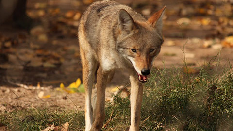Lowcountry Coyotes... Oh My!