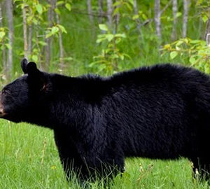 Black Bears in South Carolina